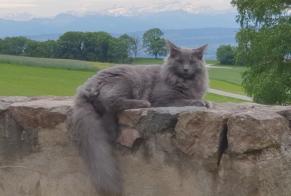 Verdwijningsalarm Kat  Mannetje , 3 jaar Lignerolle Zwitserland