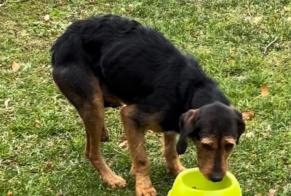 Ontdekkingsalarm Hond rassenvermenging Mannetje , 1 jaar Bex Zwitserland