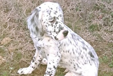 Verdwijningsalarm Hond  Mannetje , 1 jaar Saint-Benoît-la-Forêt Frankrijk