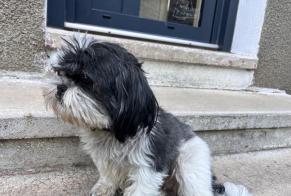 Ontdekkingsalarm Hond Onbekend Essertines-en-Châtelneuf Frankrijk