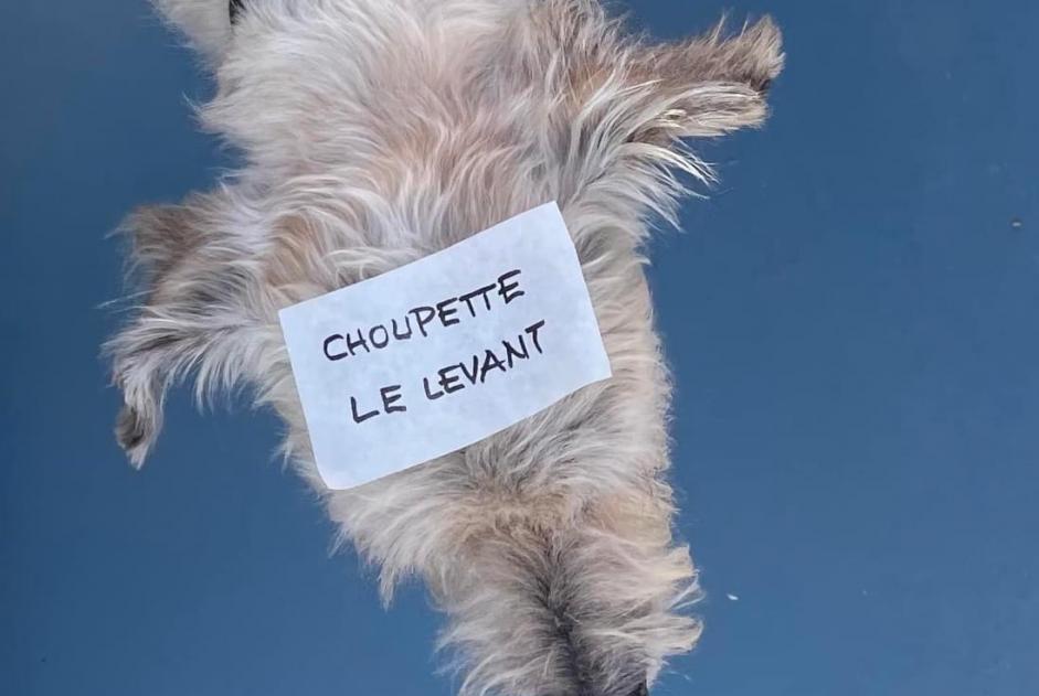 Verdwijningsalarm Hond rassenvermenging Vrouwtje , 13 jaar Hyères Frankrijk