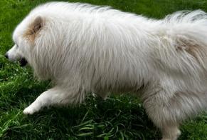 Ontdekkingsalarm Hond  Onbekend Longnes Frankrijk