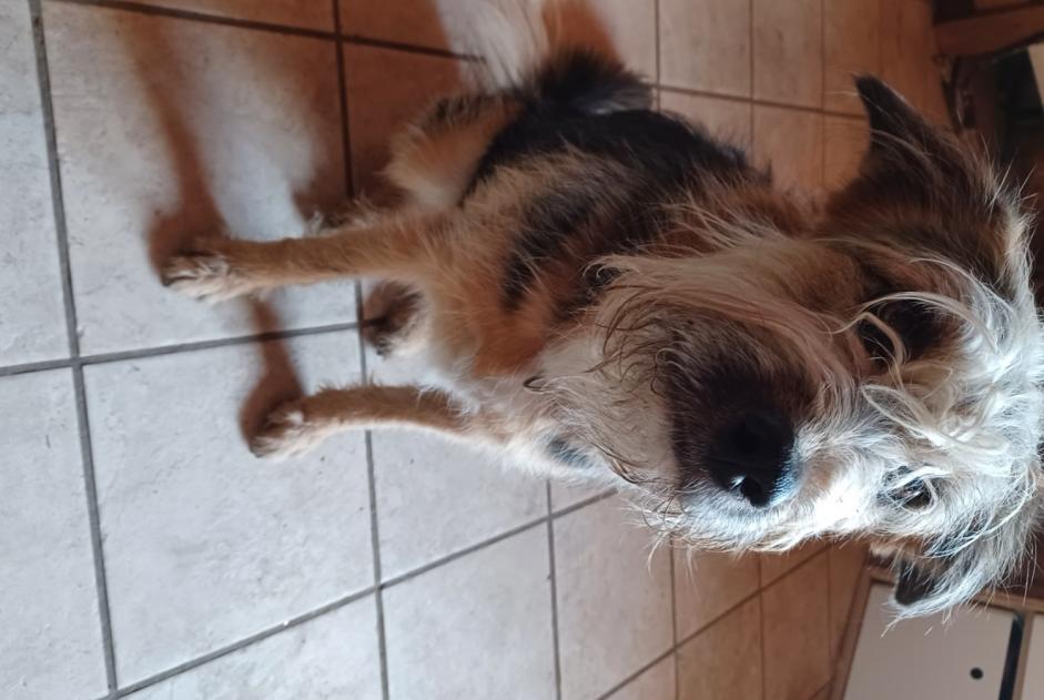 Verdwijningsalarm Hond rassenvermenging Vrouwtje , 55 jaar Ardon Zwitserland