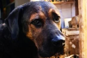 Verdwijningsalarm Hond rassenvermenging Mannetje , 8 jaar Bègles Frankrijk