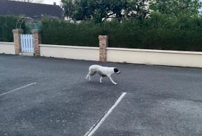 Ontdekkingsalarm Hond Onbekend Alençon Frankrijk