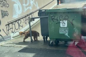 Ontdekkingsalarm Hond Onbekend Lausanne Zwitserland