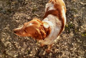 Ontdekkingsalarm Hond  Vrouwtje Cherves-Richemont Frankrijk
