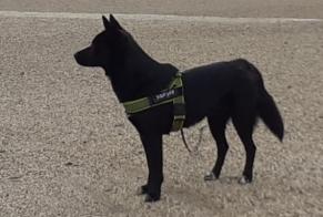 Verdwijningsalarm Hond rassenvermenging Mannetje , 3 jaar Fontenay-sous-Bois Frankrijk