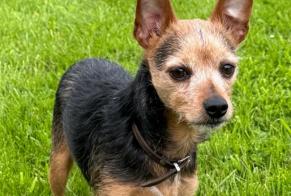 Verdwijningsalarm Hond rassenvermenging Mannetje , 9 jaar Ferrières België