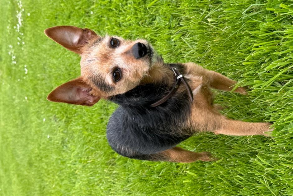Verdwijningsalarm Hond rassenvermenging Mannetje , 9 jaar Ferrières België