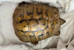 Ontdekkingsalarm Schildpad Mannetje Boudry Zwitserland