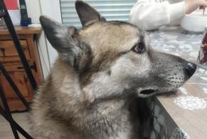 Verdwijningsalarm Hond rassenvermenging Mannetje , 8 jaar Oloron-Sainte-Marie Frankrijk
