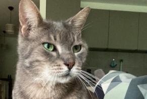 Verdwijningsalarm Kat Mannetje , 15 jaar Prangins Zwitserland