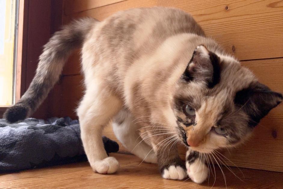 Kat Vermist in Orsières (Valais, Zwitserland)  - Verdwijning Pet Alert melding nr. 359846