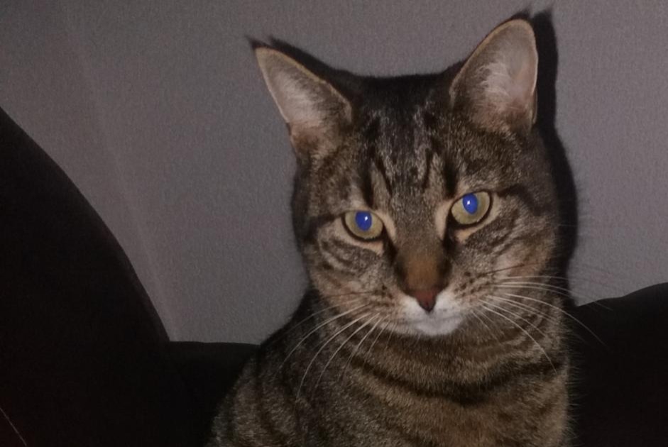Kat Vermist in Servion (Vaud, Zwitserland)  - Verdwijning Pet Alert melding nr. 360236