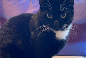 Verdwijningsalarm Kat Vrouwtje , 2 jaar Chexbres Zwitserland