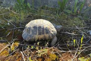 Ontdekkingsalarm Schildpad Onbekend Fully Zwitserland