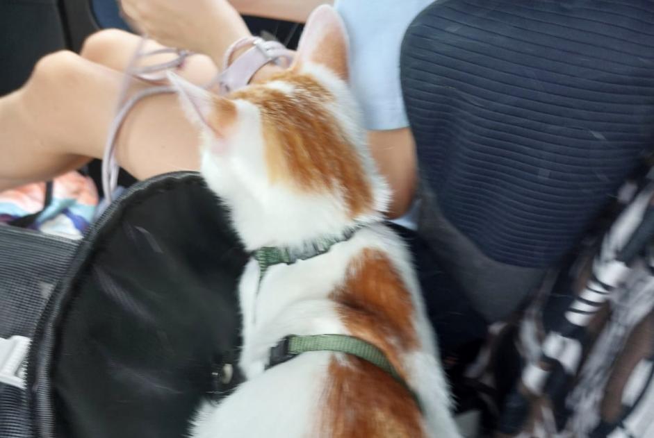 Kat Vermist in Wangen an der Aare (Bern, Zwitserland)  - Verdwijning Pet Alert melding nr. 368597