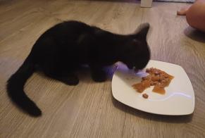 Ontdekkingsalarm Kat Onbekend Penthaz Zwitserland