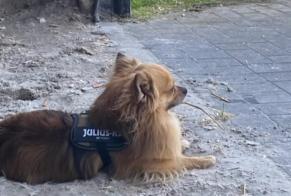 Alerta desaparecimento Cão  Macho , 5 anos Oudsbergen Belgium
