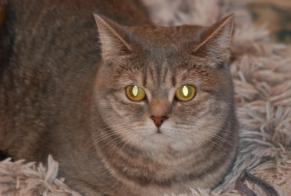 Alerta desaparecimento Gato  Fêmea , 2 anos Nyon Switzerland