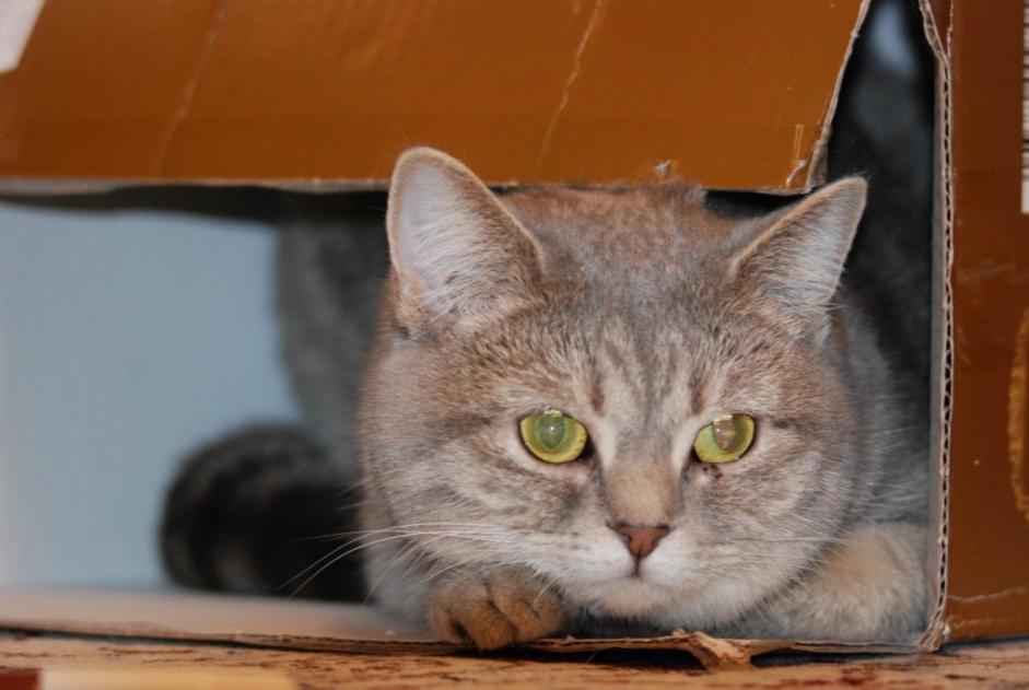 Alerta desaparecimento Gato  Fêmea , 2 anos Nyon Switzerland