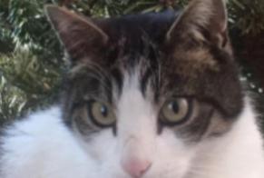 Alerta desaparecimento Gato Macho , 8 anos Orbe Switzerland