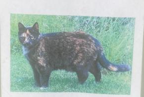 Alerta desaparecimento Gato Fêmea , 16 anos Champéry Switzerland