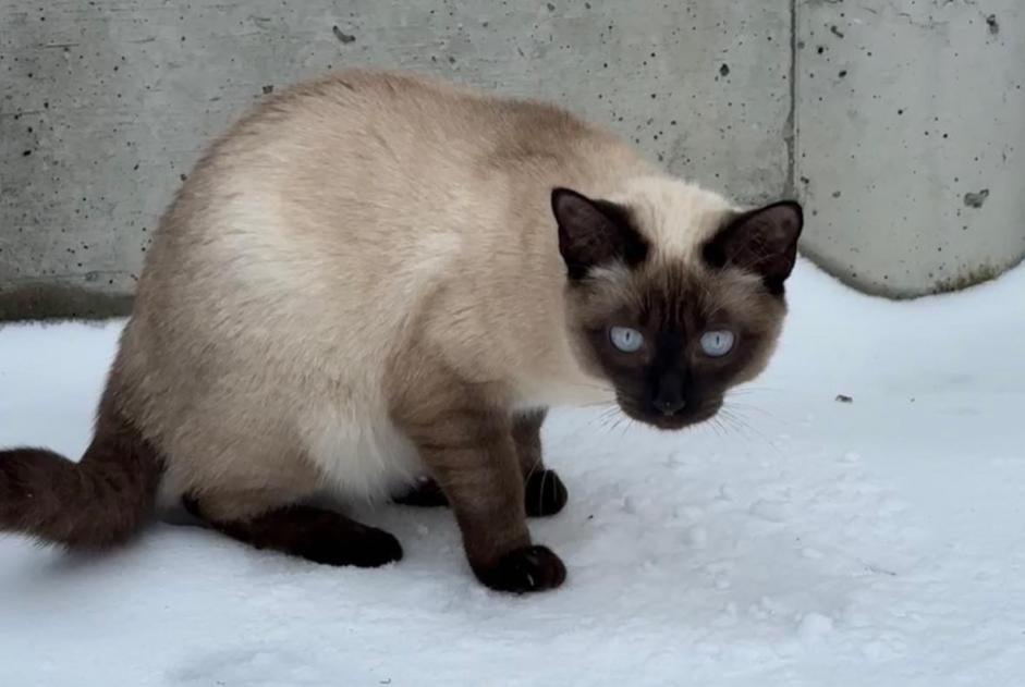 Alerta desaparecimento Gato  Fêmea , 1 anos Donneloye Switzerland