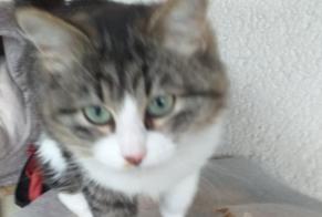 Alerta desaparecimento Gato Fêmea , 1 anos Sévignacq-Meyracq France