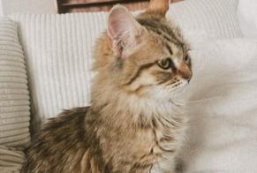 Alerta desaparecimento Gato  Fêmea , 1 anos Vevey Switzerland