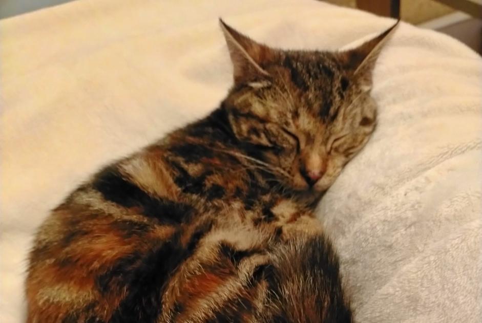 Alerta desaparecimento Gato  Fêmea , 1 anos Soustons France