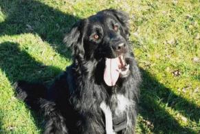 Alerta desaparecimento Cão cruzamento Macho , 2 anos Pélussin France