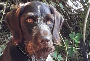 Alerta desaparecimento Cão  Macho , 5 anos Emmerich am Rhein Germany