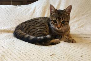 Alerta desaparecimento Gato  Fêmea , 5 anos Clamart France