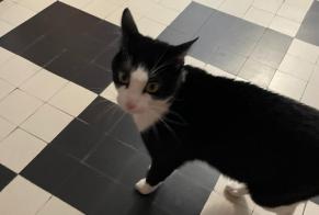 Alerta descoberta Gato Macho Genève Switzerland