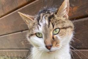 Alerta descoberta Gato Desconhecido Le Landeron Switzerland
