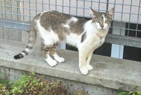 Alerta desaparecimento Gato Fêmea , 1 anos Bardonnex Switzerland