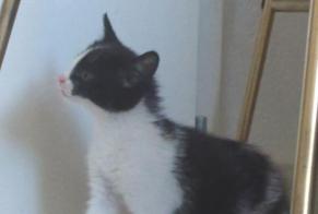 Alerta descoberta Gato Desconhecido , Entre 4 e 6 meses Riaz Switzerland